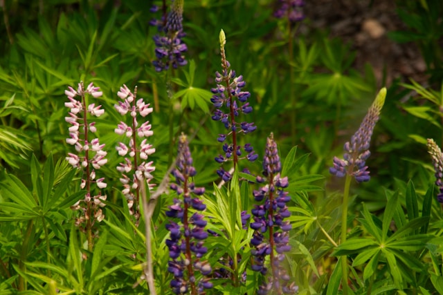 Acanthus